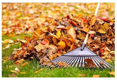 Leaves and a rake