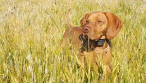 A picture of a dog in tall grass.