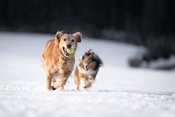 2025 Dog License Sale Info